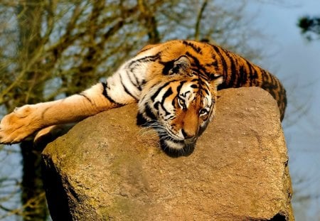 RELAXING PREDATOR - mustache, face, lying, looking, tiger, legs, on stone