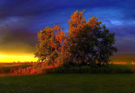 AUTUMN SUNSET - field, tree, sunset, autumn