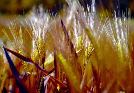 AUTUMN PLANTS - field, plants, nature, autumn