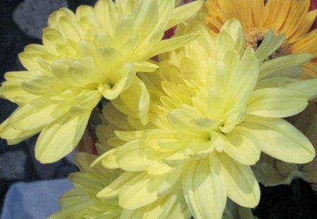 Yellow Flowers - white, yellow, photography, green, flowers