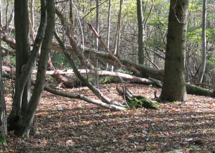 Fallen Trees