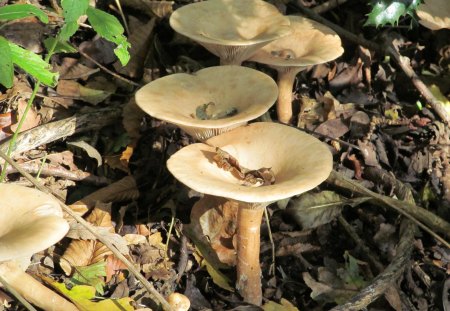 Large Toadstools - leaves, fungi, forests, ground