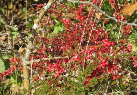 Nature's Berries - shrubs, berries, trees, red