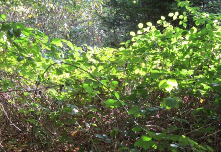 Sunny Green - forna, shrubs, greenery, leaves