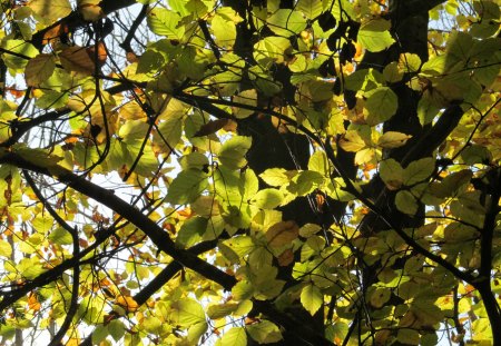 Sunshine through the Leaves - forna, trees, sun, leaves