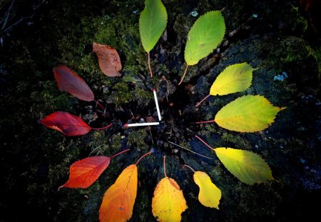 Autumn clock - pretty, beautiful, clock, lovely, leaves, harmony, fall, colorful, autumn, nice, wall