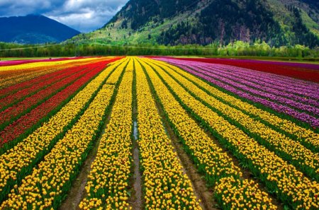 Field rainbow - pretty, beautiful, meadow, lovely, freshness, rows, flowers, fresh, nature, rainbow, mist, delight, field, nice