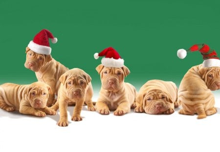 *** Shar Pei in Christmas *** - animals, dogs, shar pei, christmas, dog