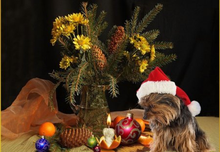 Adorable Christmas Eveâ™¥ - fir branches, hat, sweetheart, wonderful, white, balls, santa, brown, yellow, forever, arrangement, dog, orange, green, love, candle, magical, pet, lovely, christmas, red, flowers, soul