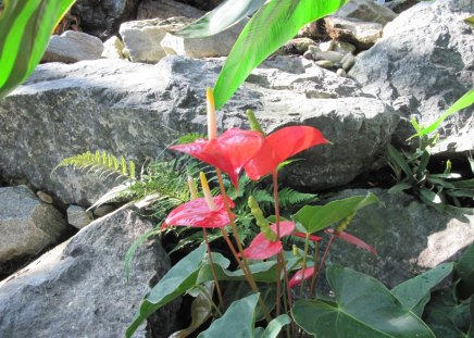 A Fine day at the Garden Flamingo - Lily - grey, red, photography, green, flowers, stones, garden, flamingo lily