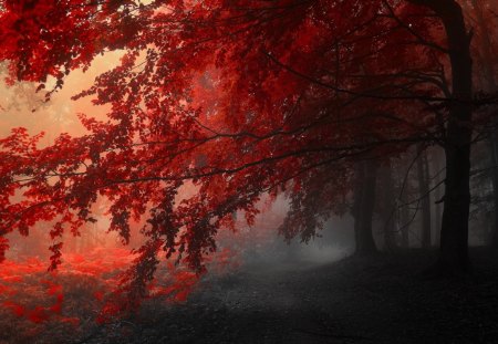 Autumn Dawn - nice, sunburst, beauty, autumn, trees, leaf, widescreen, amazing, cool, nbature, forests, day, night, nature, forest, dawn, red, beautiful, leaves, seasons, fog, colors, awesome, misty