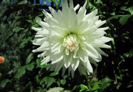 A Fine day at the Garden 28 with Dahlia - green, flowers, garden, photography, white, dahlia