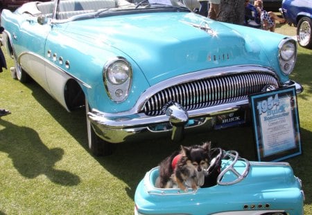 1954 Buick Road master convertible - buick, white, headlights, dogs, photography, blue