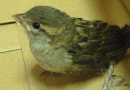 baby sparrow - birds, sparrows, nature, animals