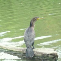 Double Crested Cormorant