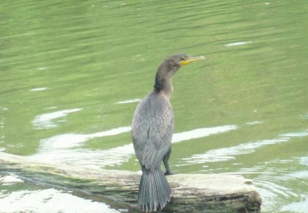 Double Crested Cormorant - river, birds, nature, ducks, animals