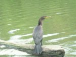 Double Crested Cormorant