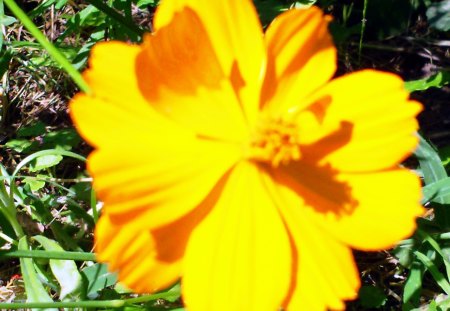 pretty yellow flower bathed in sunshine. - summer, flower, yellow, nature