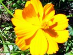 pretty yellow flower bathed in sunshine.