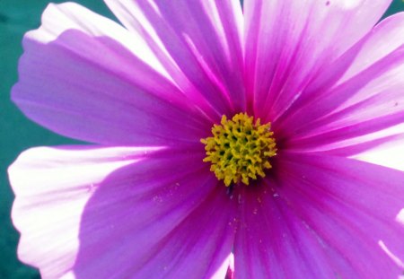 pretty pink flower - summer, flower, nature, pretty