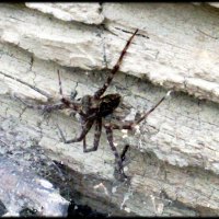 big garden spider