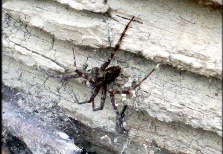 big garden spider - animals, spider, bug, log, nature