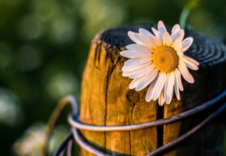 SUN - jaune, corde, tonneau, fleur