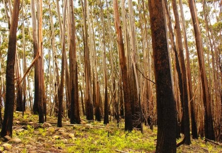 A Day in the  Forest - trunk, trees, limb, blue, forest, daylight, leaves, nature, green, brush, day, sky