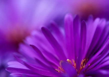 purple petals - flowers, purple, petals