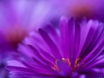 purple petals