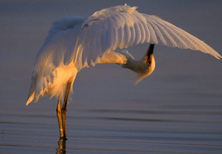 Crane at sunset - birds, crane, sunset, at