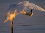 Crane at sunset