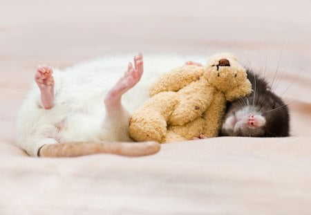 Rat - bear, rat, sleep, the toy