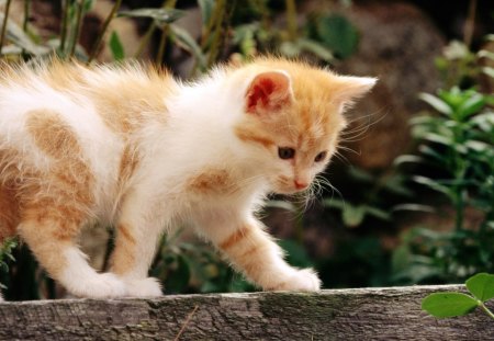 Exploring the world - animal, cute, kitten, pet, cat