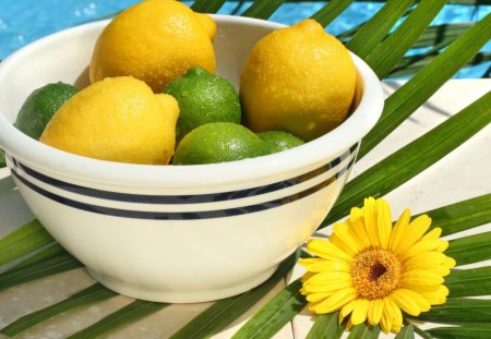 *** Lemons in a bowl *** - food, yellow, lemon, bowl