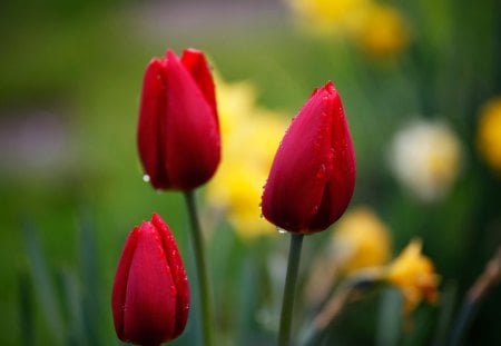 Tulips - flower, petal, nature, tulip