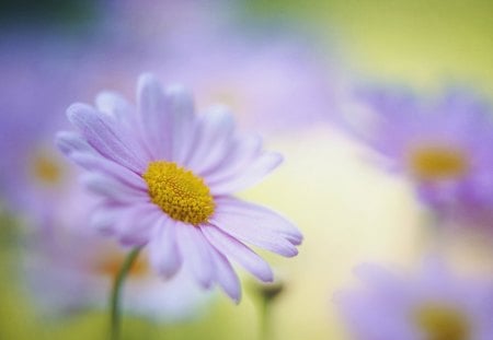 Daisies - daisy, flower, petal, nature