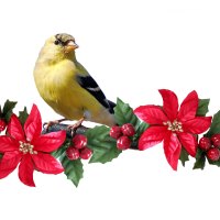 Poinsettias and bird