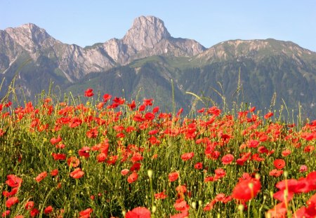 Field of poppies - nature, mountain, flower, red