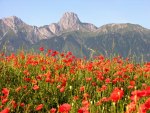 Field of poppies