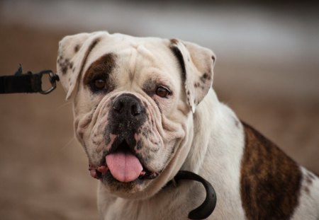 *** Bulldog *** - animsl, animals, dog, dogs, bulldog