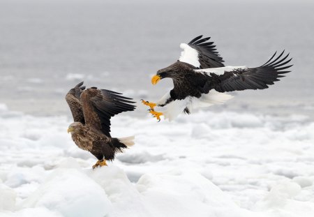 *** Fighting eagles *** - birds, eagles, fighting, animals