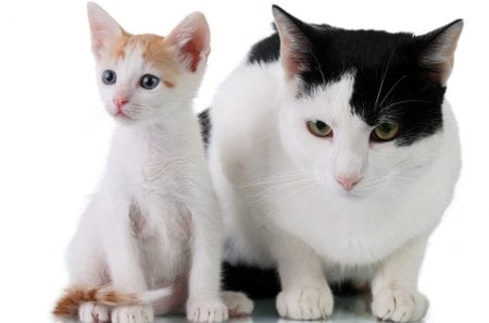 *** My mom and I...*** - me, csts, mama, cat, animals