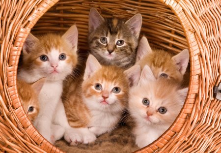 *** The family cat in a basket *** - basket, cats, cat, animals, family