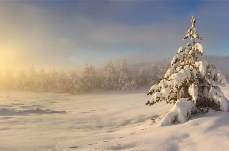 Alone - alone, winter, nature, tree