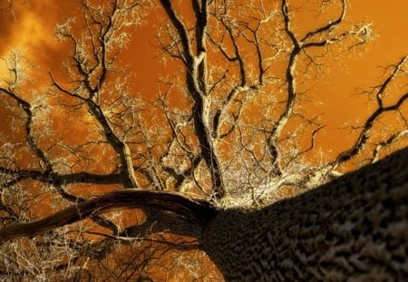 Brilliant Tree - brilliant, tree, sky, autumn