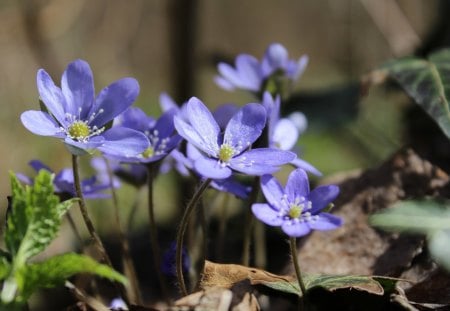 Bl�sippor I Molle/Sweden - flowers, natur, blueanemones, blommor