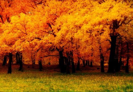 GOLDEN SEASON - fall, trees, autumn, golden, forest