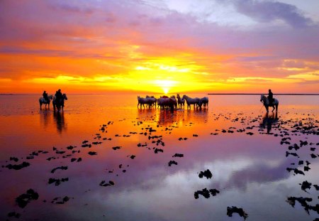 JOURNEY's  REST - horses, break, rest, beach, sunset, sea