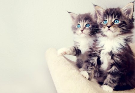 Blue-eyed Kitten - staring, looking, small, cats, sitting